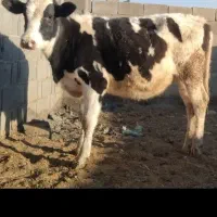 گاو گوساله نوبر تلیسه|حیوانات مزرعه|کامفیروز, |دیوار