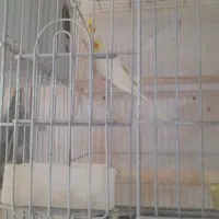 حراج عروس هلندی همه مولد جمع آوری سالن|پرنده|پاکدشت, خاتون آباد|دیوار