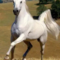 خرید و فروش اسب
