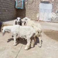 سه تا گوسفند پاکستانی جوان دوقلوزاه ابست|حیوانات مزرعه|زابل, |دیوار