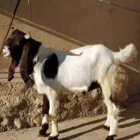 بزغاله یک سال پاکستان پنجاه کیلو درجه یک|حیوانات مزرعه|آبدانان, |دیوار