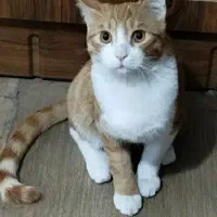 «واگذاری گربه »اگهی مربوط به عکس اخر