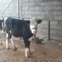 گاو شیری وگوساله ماده داشتی|حیوانات مزرعه|لالی, |دیوار