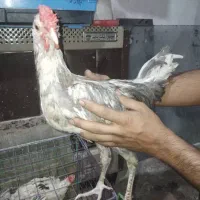 خروس گلین بالغ|حیوانات مزرعه|پاکدشت, خاتون آباد|دیوار