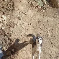 هاسکی|سگ|ارومیه, |دیوار