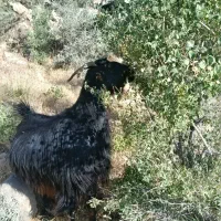 بز داشتی درجه یک ترکی