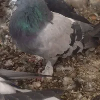 دوتا نر فروشی|پرنده|شهرکرد, |دیوار