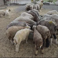 ۹۰تاگوسفند