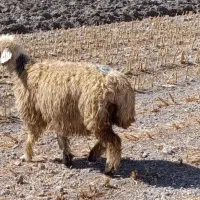 شیشک میش و قوچ چاق و سرحال|حیوانات مزرعه|مرودشت, نقش رستم|دیوار