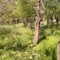 فروش باغ روستای بارابند حدود نیم هکتار