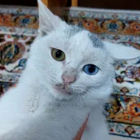 گربه انگورا ترکیش ترکیبی چشم رنگی