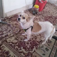 سگ پامر ماده حرف گوش کن