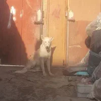 واگزاری|سگ|یزد, |دیوار