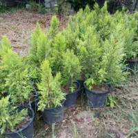 گلدان پلاستیکی 4