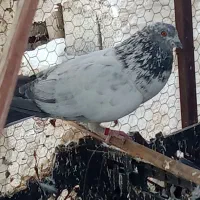 دوتا کفتر نر معامله با مرغ عشق|پرنده|ایرانشهر, |دیوار