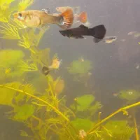 انواع ماهی گیاه خوار|ماهی|اردبیل, |دیوار