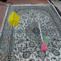 قفس پرنده با لوازم|لوازم جانبی حیوانات|اردبیل, |دیوار