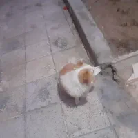 سگ آرام وناز