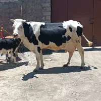 گاو سمنتال مونت