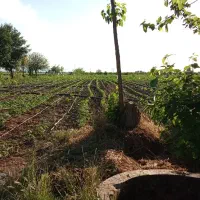 نیم-هکتار-زمین-کشاورزی-همراه-سند-و-پروانه-چاه