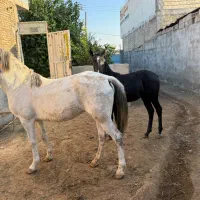 فروش مادیان ابستن همراه با کره نریون|اسب و تجهیزات اسبسواری|شوشتر, |دیوار