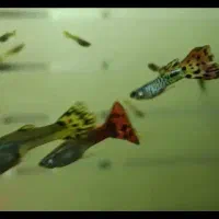 ماهی گوپی و پلاتی