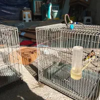 جوجه سره|پرنده|اسلامشهر, شهرک واوان|دیوار