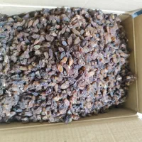 کشمش کاشمر آفتابی درجه یک|خوردنی و آشامیدنی|تبریز, |دیوار