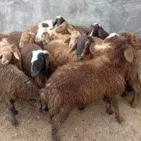 گوسفند کاور نر داشتی