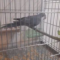 جفت طوطی راهب مولد با تخم