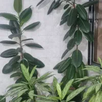فروش ده عدد گل سرحال