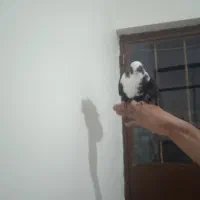 شکارامروزدربف|حیوانات|بناب, |دیوار