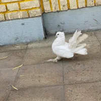 کفتر چتری نر