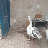 غاز|حیوانات مزرعه|کرج, شهرک جهان‌نما|دیوار