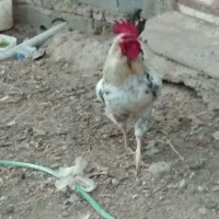 فروش خروس محلی