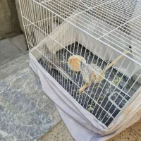 دوعددعروس هلندی سه ماه