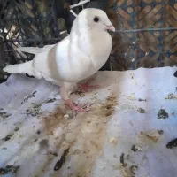 کبوتر پلاکی|پرنده|دهدشت, |دیوار