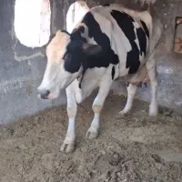 گاو شیری داشتی