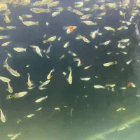 ماهی گوپی|ماهی|هشتگرد, شهرک ایران خودرو|دیوار