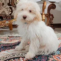 نژاد مالتیز 5ماهه