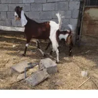 دوتا بز پاکستانی درجه یک