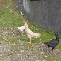 خروس لاری|حیوانات مزرعه|مریوان, |دیوار