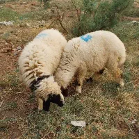 گوسفند ماده|حیوانات مزرعه|سوسنگرد, |دیوار