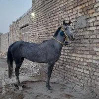اسب مادیان
