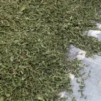 نعناع شیرازی فقط عمده