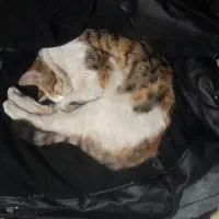 واگذاری گربه