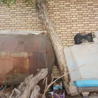 تنه درخت گردو|گل و گیاه طبیعی|شهرکرد, |دیوار