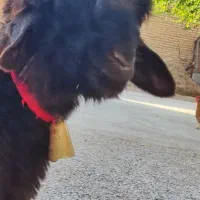 بره تخمی اصل جنس