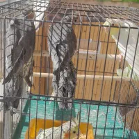 جوجه عروس هلندی به شرط حرف زدن|پرنده|گلپایگان, |دیوار