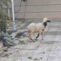 فظیلت